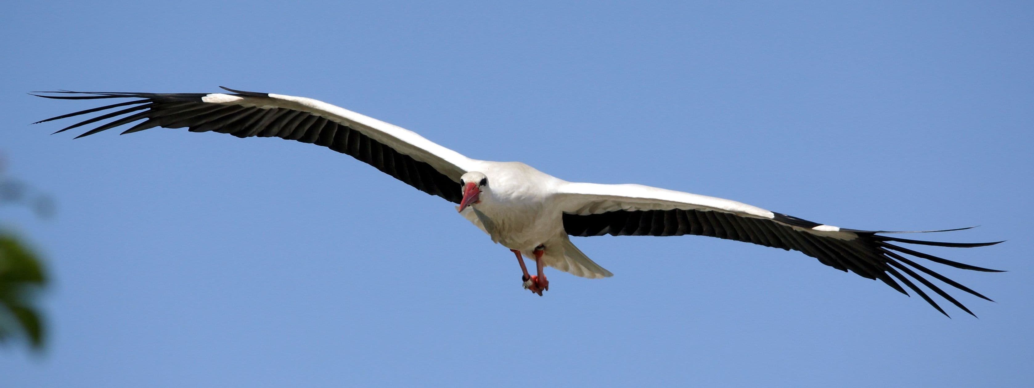 Flying stork