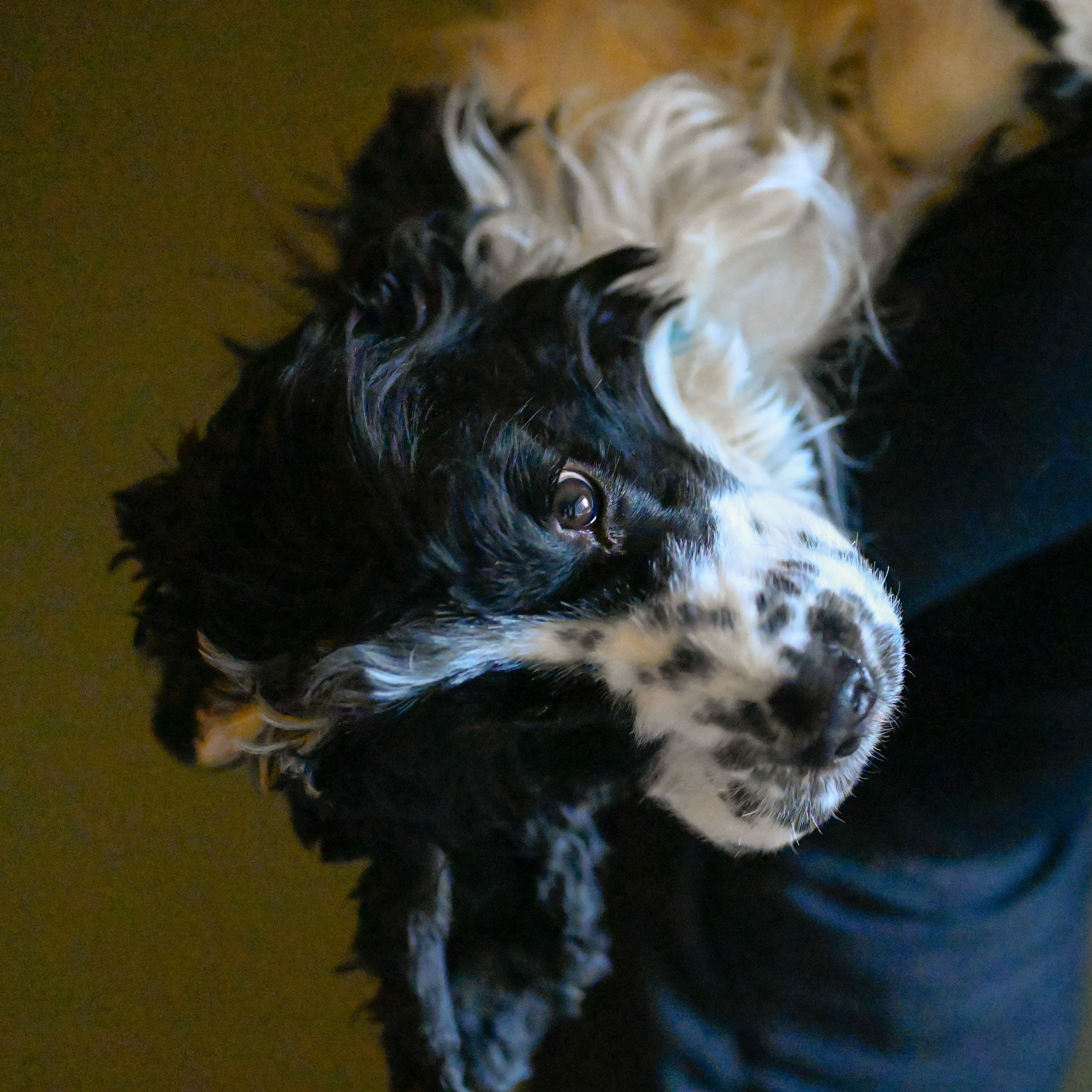 Viggo - The office dog