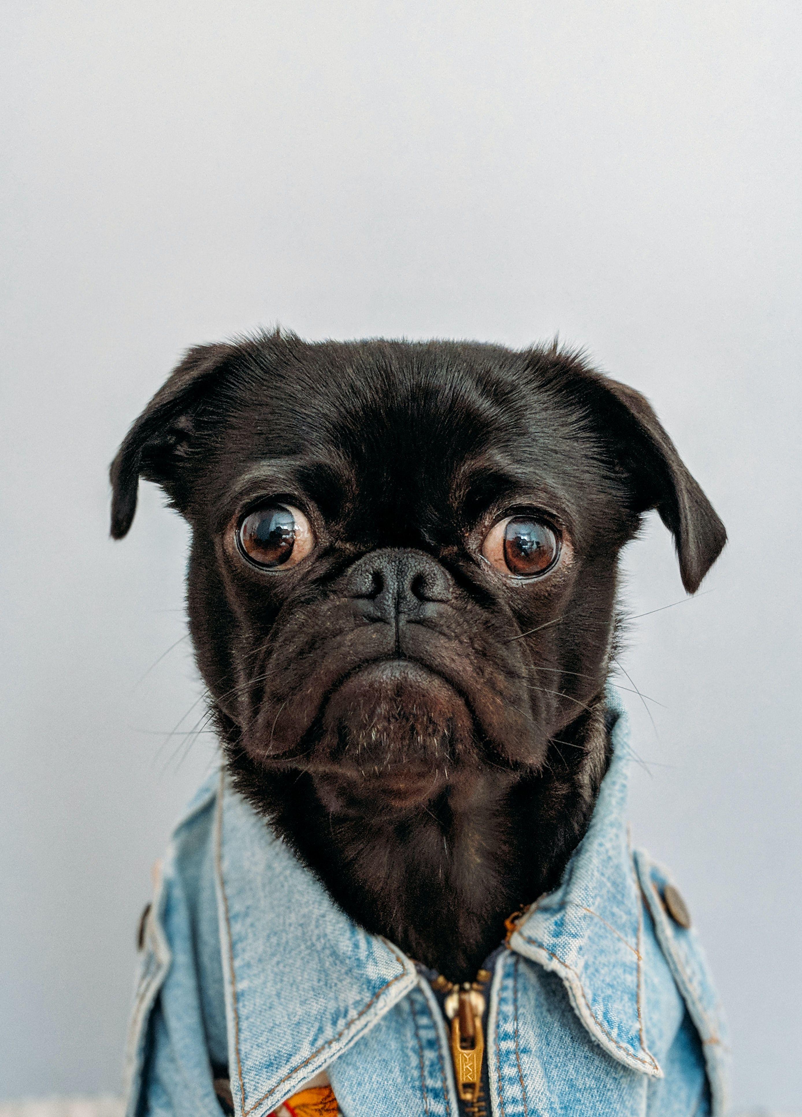 Confused as a pug